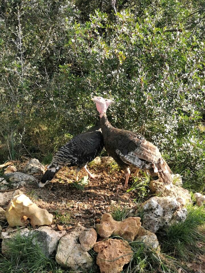 Rustic Eco Yurt Retreat with Solar Power and Forest Trails near Tramuntana Mountains, Mallorca
