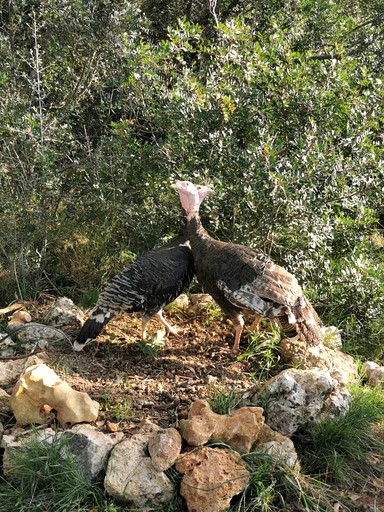 Yurts (Spain, Llubi, Balearic Islands)