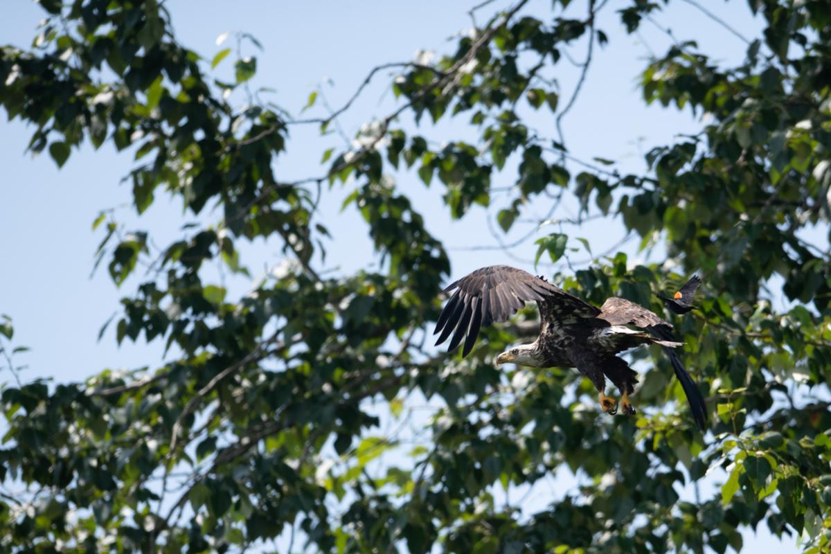Bald Eagle State Park Cabins: PA Vacations