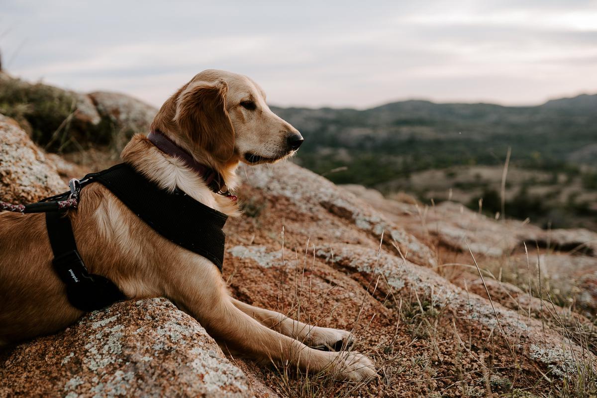 Walking Trails Near Me For Dogs